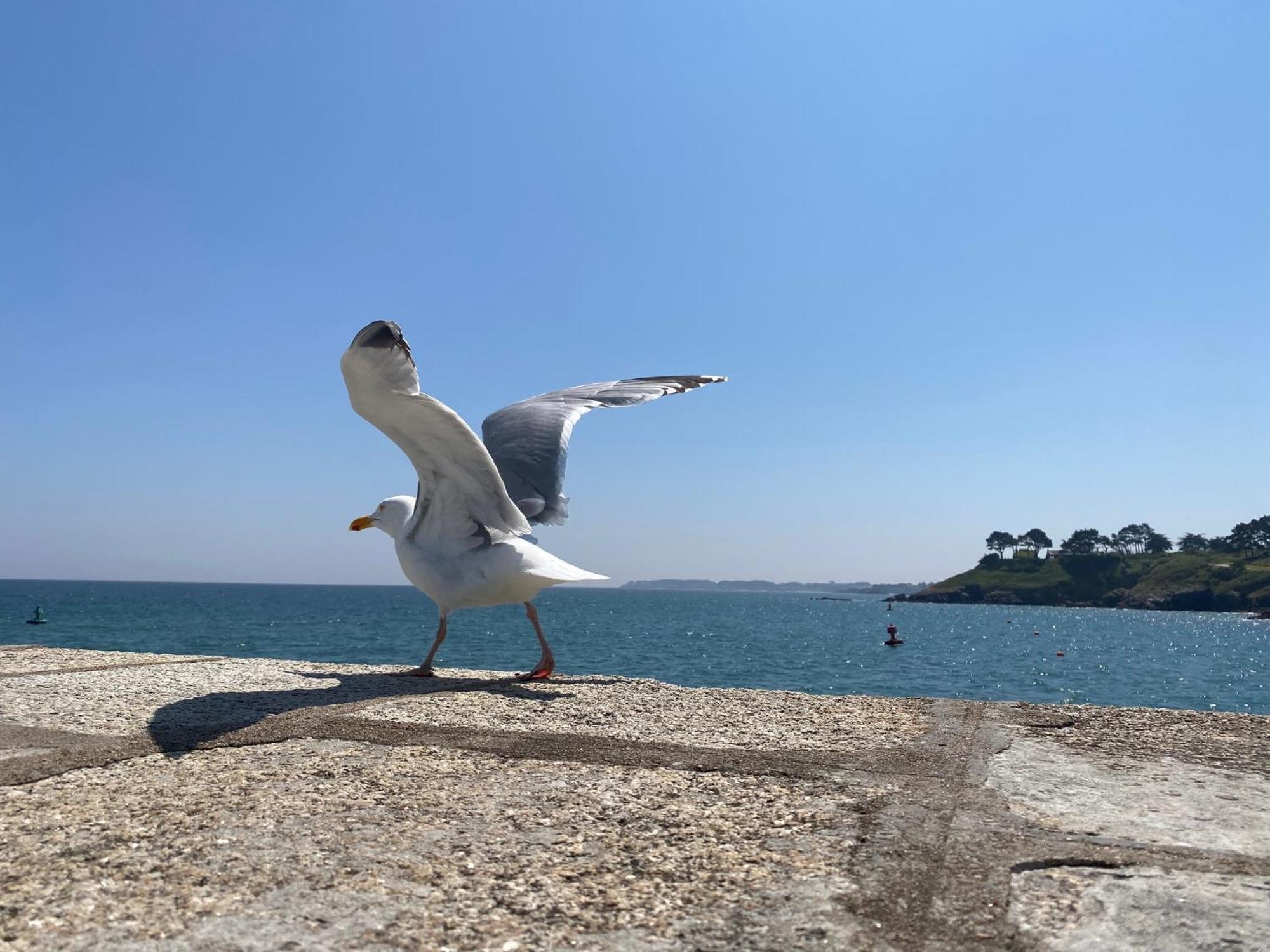 Hotel L'Albatros Le Pouliguen Bagian luar foto